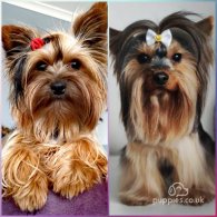 Yorkshire Terrier - Both