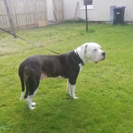 American Bulldog