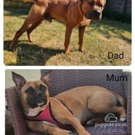 American Bulldog - Both