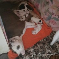 American Bulldog - Both