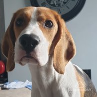 Beagle