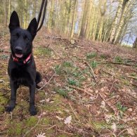 Belgian Shepherd Dog (Groenendael)