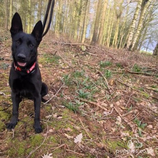 Belgian Shepherd Dog (Groenendael)