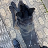 Belgian Shepherd Dog (Groenendael)