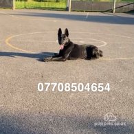 Belgian Shepherd Dog (Groenendael)