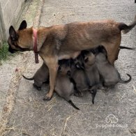 Belgian Shepherd Dog (Groenendael) - Both