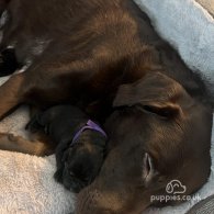Labrador Retriever - Both