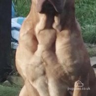 Boerboel - Both
