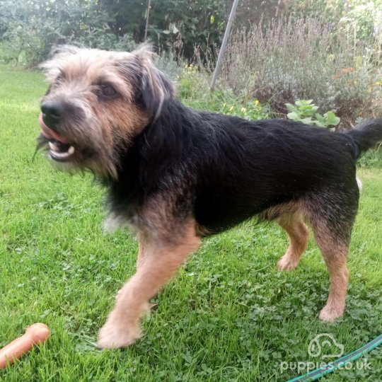 Berkshire terrier deals