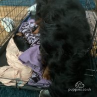 Cavalier King Charles Spaniel - Both