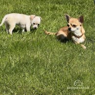 Chihuahua - Both