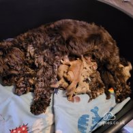 Cockapoo - Dogs