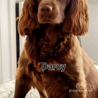 Cocker Spaniel - Dogs