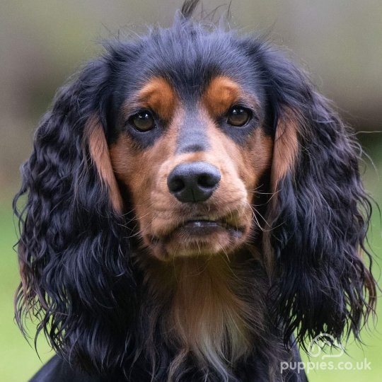 Cocker Spaniel