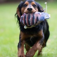 Cocker Spaniel