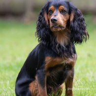 Cocker Spaniel