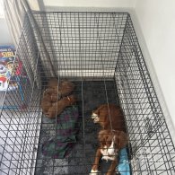 Cocker Spaniel - Both