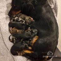 Dachshund (Standard & Miniature) - Both