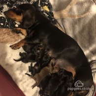 Dachshund (Standard & Miniature) - Dogs
