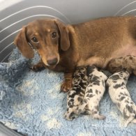 Dachshund (Standard & Miniature) - Both