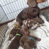 Dachshund (Standard & Miniature) - Dogs