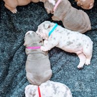 English Bulldog - Bitches