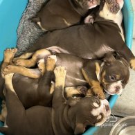 English Bulldog - Dogs