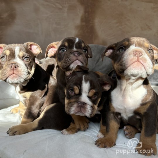English Bulldog - Dogs