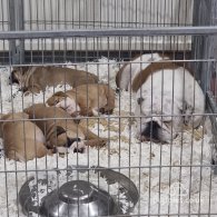 English Bulldog - Bitches