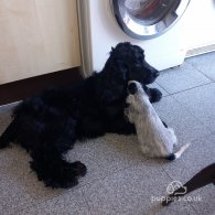 Cocker Spaniel - Both