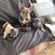 French Bulldog - Both