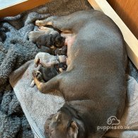 French Bulldog - Both