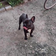 French Bulldog - Both