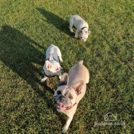 French Bulldog - Both