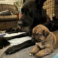 German Shepherd (Alsatian) - Both