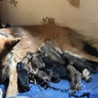 German Shepherd (Alsatian) - Both
