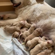 Golden Retriever - Both