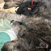 Goldendoodle - Both