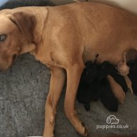 Labrador Retriever - Dogs