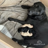 Labrador Retriever - Both