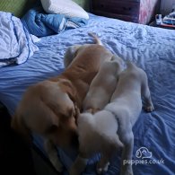 Labrador Retriever - Both