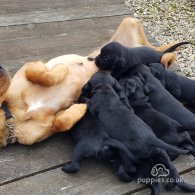 Labrador Retriever - Both