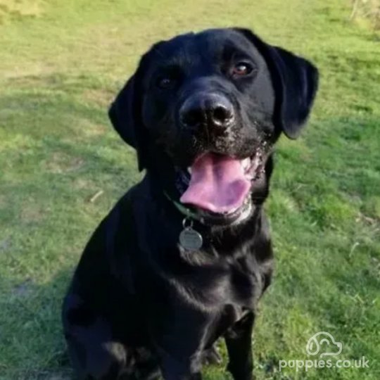 Labrador Retriever