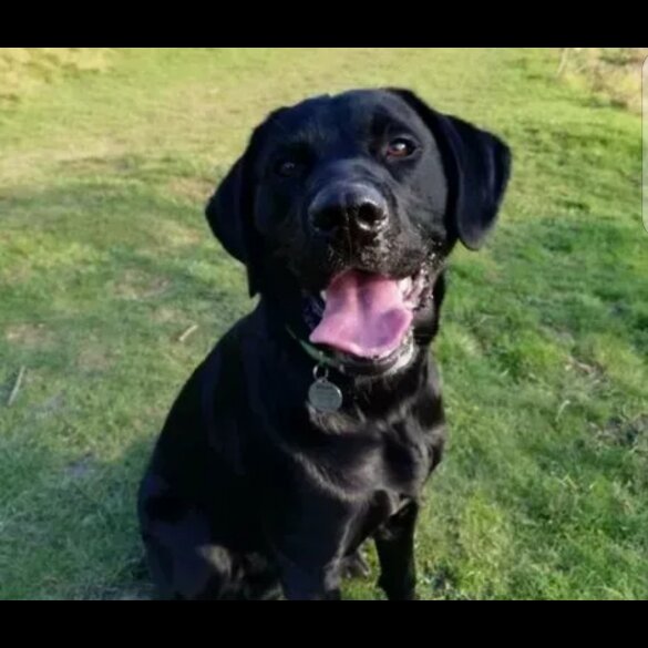 Labrador Retriever