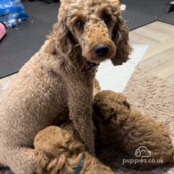 Miniature Poodle - Both
