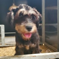 Miniature Schnauzer - Both