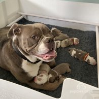 Dorset Olde Tyme Bulldogge - Both