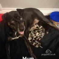 Mixed Breed - Dogs