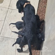 Patterdale Terrier - Both