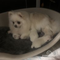 Pomeranian - Dogs